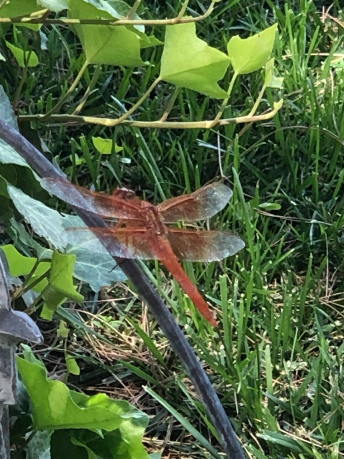 Dragonfly Cottage - Wend'Y Place Off Page Spring Cottonwood Kültér fotó